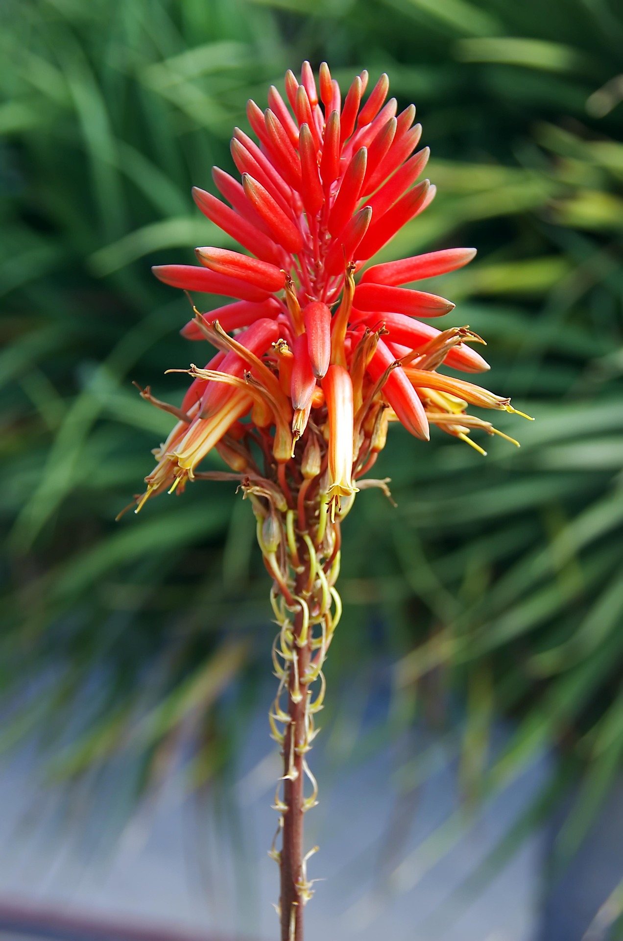 The Alo vera flower