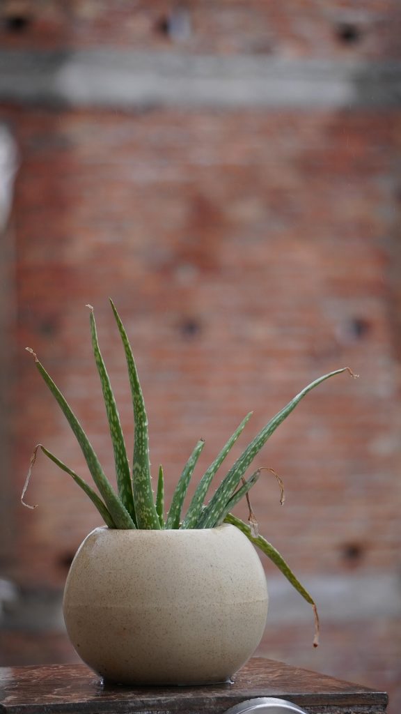 The Alo vera flower at house