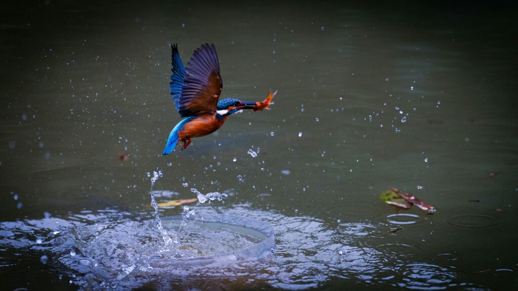 kingfisher bird diving water