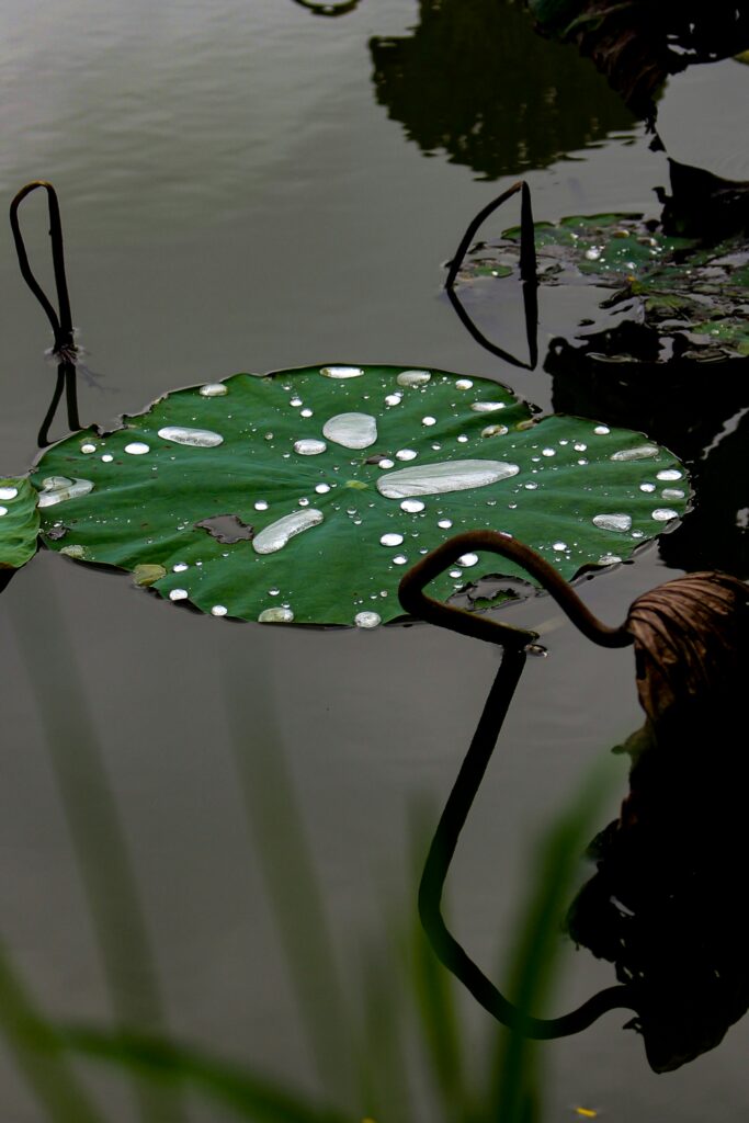 lotus leaf water drops close-up green