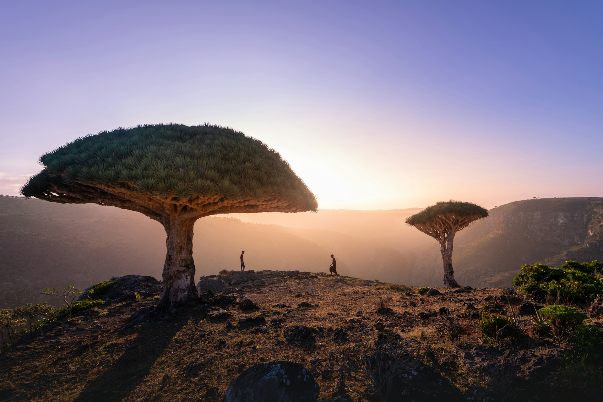 Internationally known as the "Dragon's Blood Tree," its Arabic name "Dam al-Akhawayn" (Blood of the Two Brothers) stems from an ancient local legend about the first human conflict where blood was shed on the island. Scientifically named Dracaena cinnabari, its species name refers to the deep red resin it secretes—a substance once exported to Rome and Greece as one of the most prized medicinal and pigment materials of the ancient world.