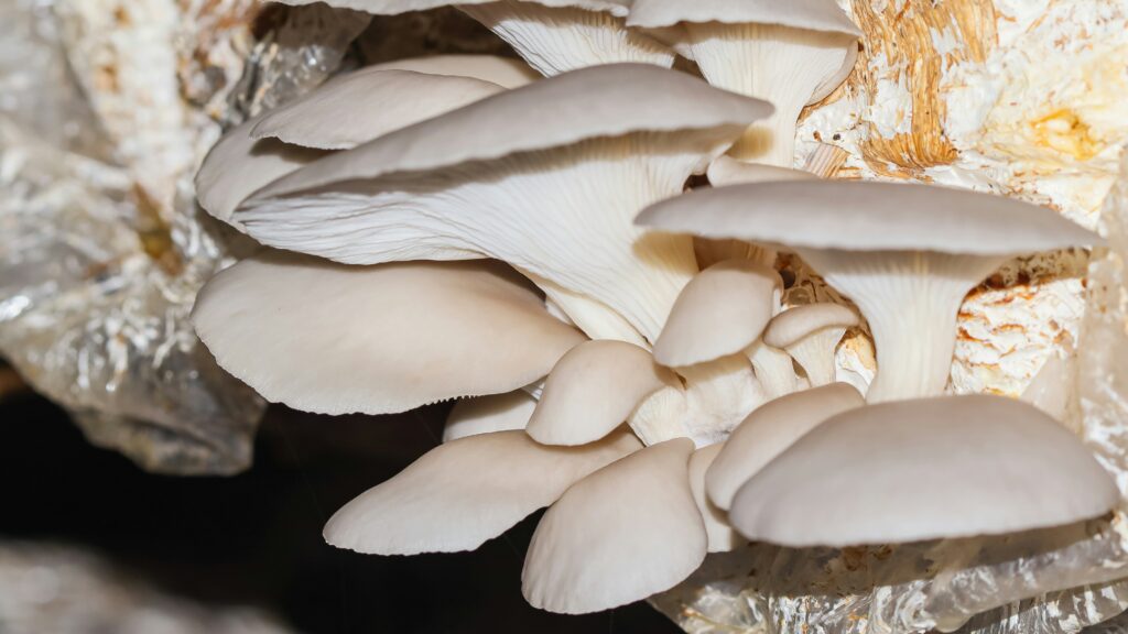 Oyster mushrooms
