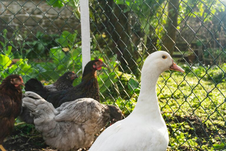 mixed poultry farm chickens rabbits geese together
