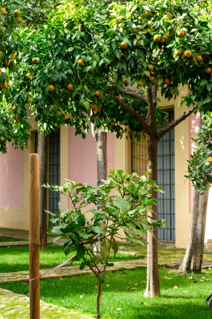 orange trees garden near house