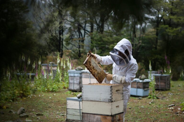 traditional beekeeping honeycomb natural hives