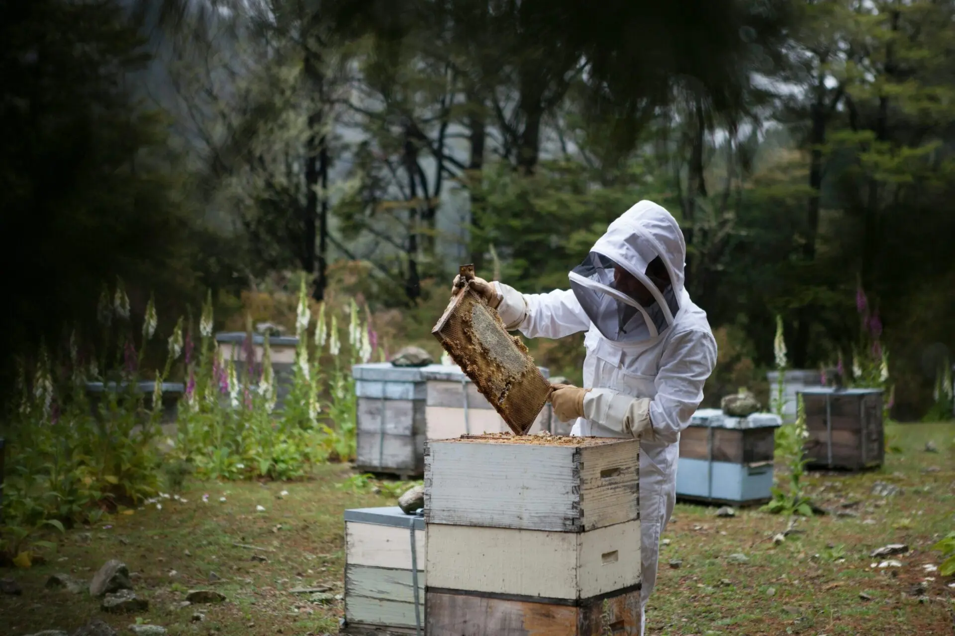 traditional beekeeping honeycomb natural hives
