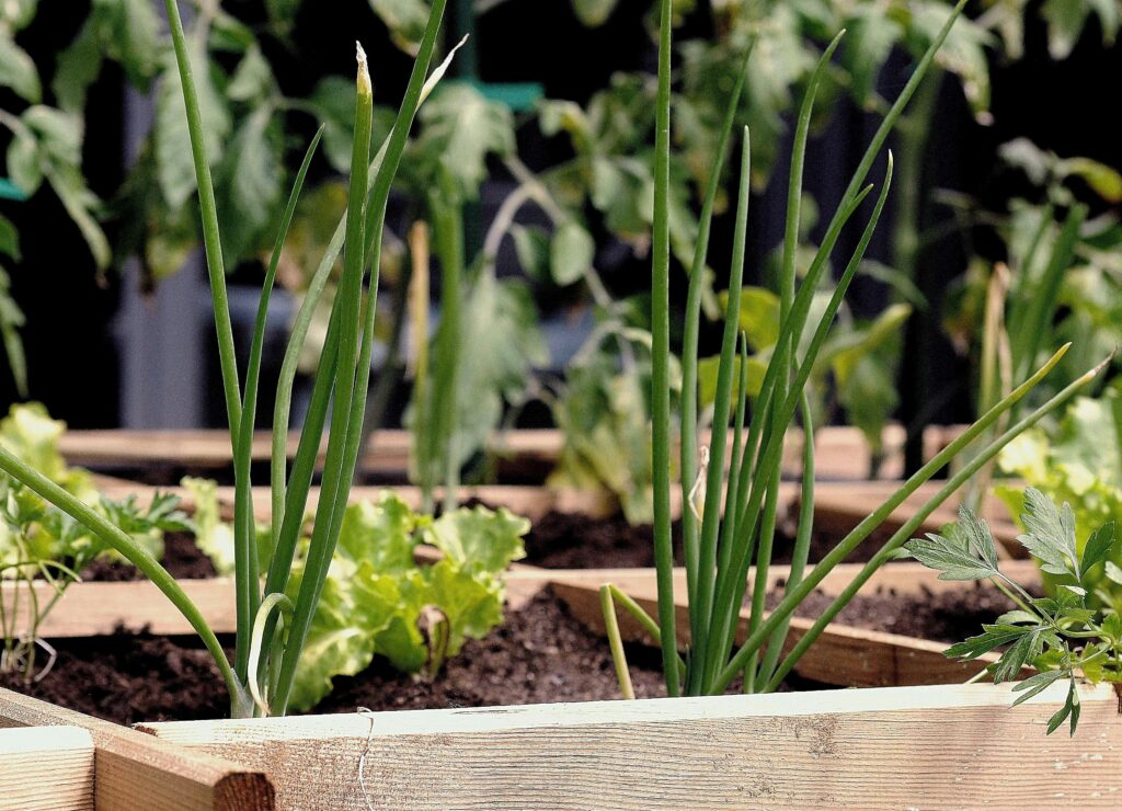 urban-farming-vegetables