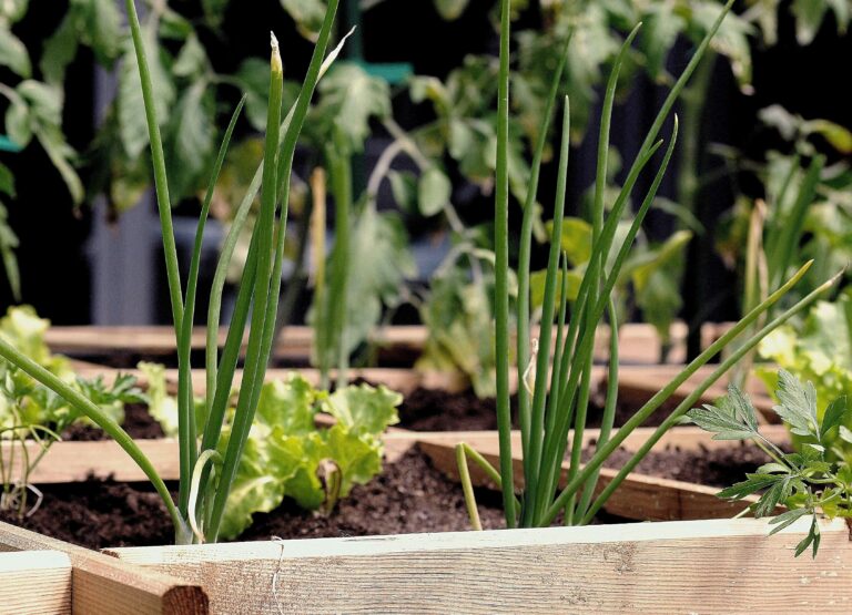 urban-farming-vegetables
