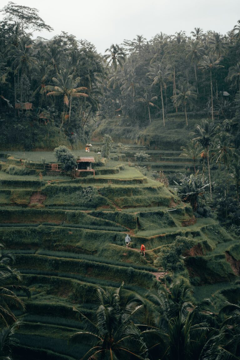 Tegalalang Rice Terrace, Ubud, Bali