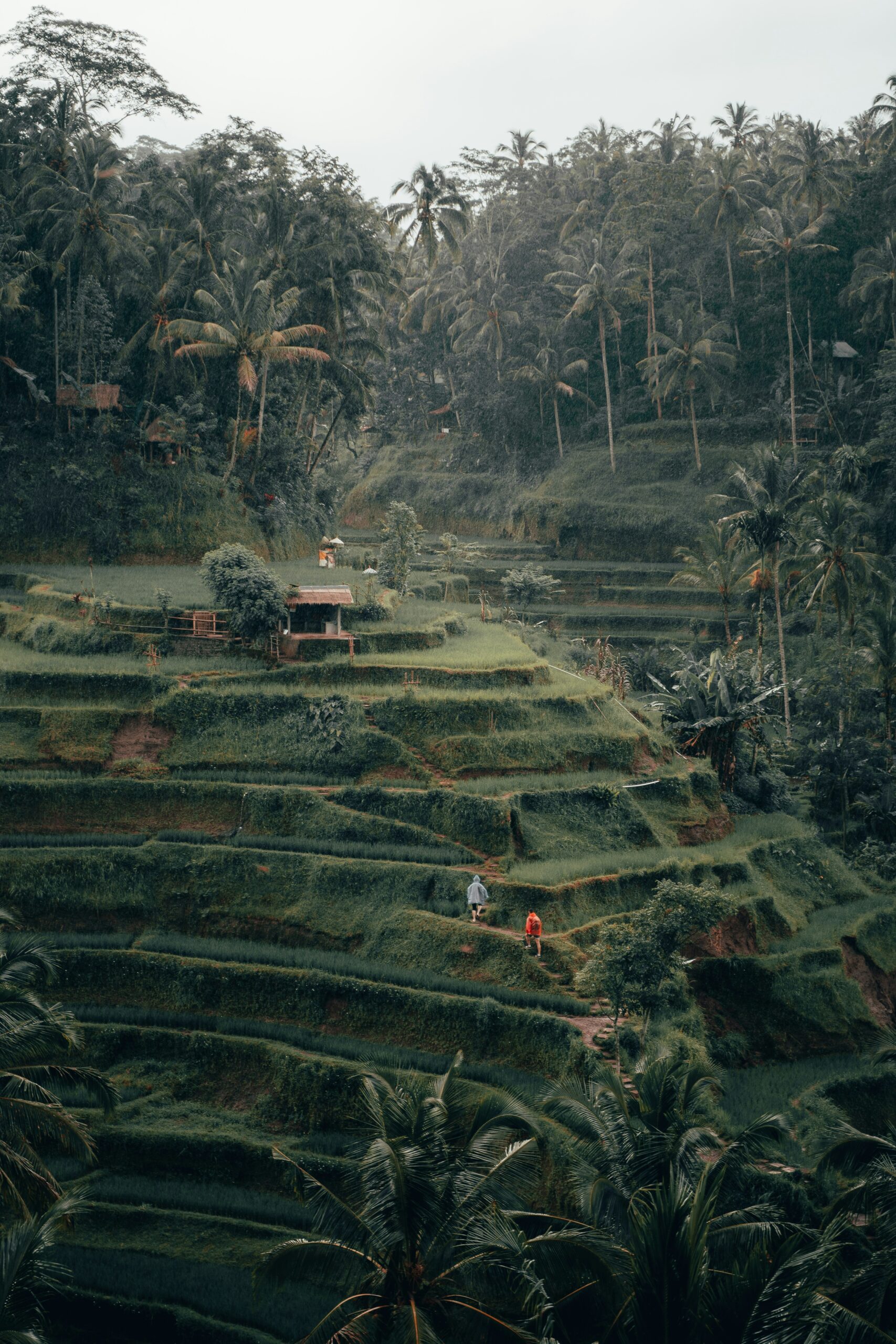 Tegalalang Rice Terrace, Ubud, Bali